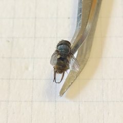 Chlorogastropsis orga