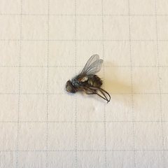 Chlorogastropsis orga