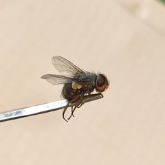 Chlorogastropsis orga