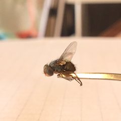 Chlorogastropsis orga