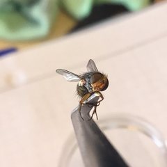 Chlorogastropsis orga