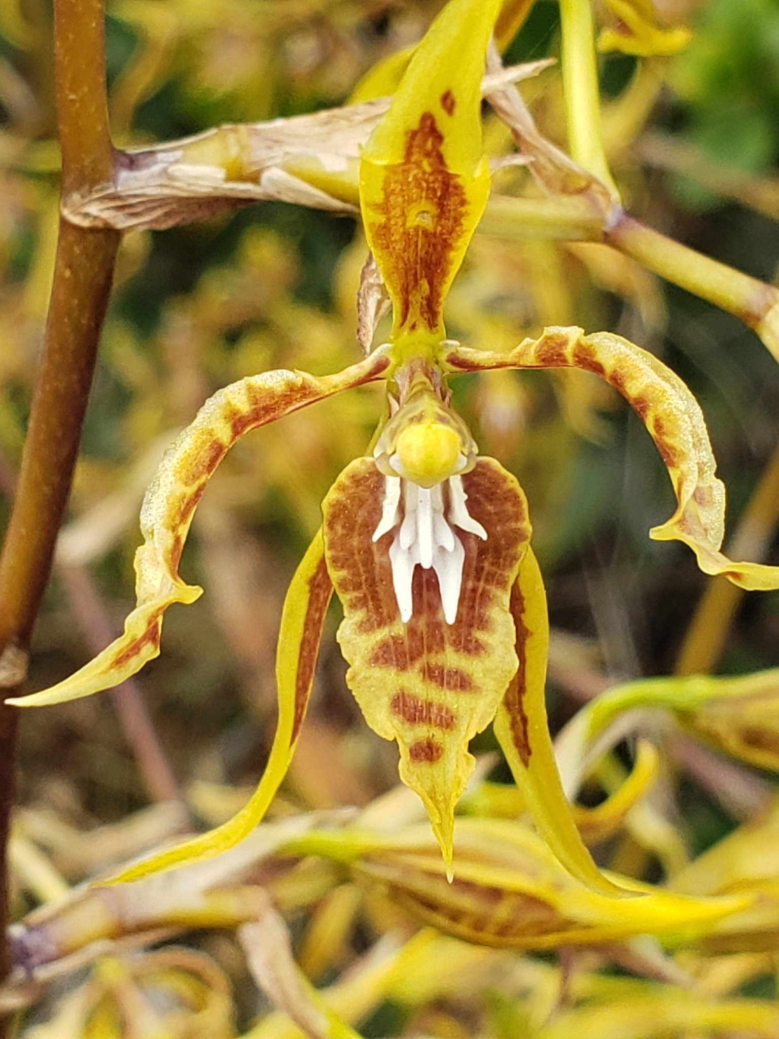 Cyrtochilum pardinum Lindl.