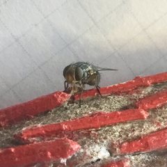 Chlorogastropsis orga