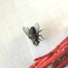 Chlorogastropsis orga