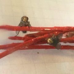 Chlorogastropsis orga