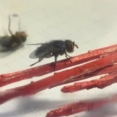 Chlorogastropsis orga