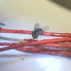 Chlorogastropsis orga