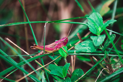 Pseudochorthippus parallelus