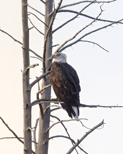 Bald Eagle photographed in Wyoming