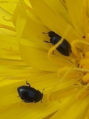 Brassicogethes aeneus