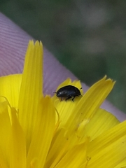 Brassicogethes aeneus