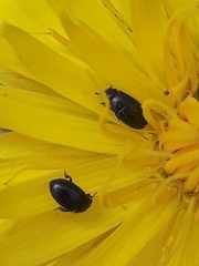 Brassicogethes aeneus