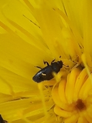 Brassicogethes aeneus