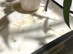 Sathon moratus