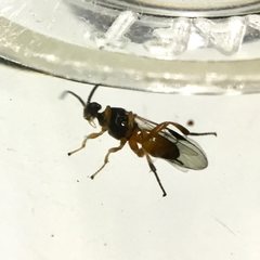 Sathon moratus