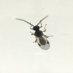 Sathon moratus