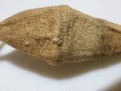 Sathon moratus