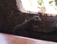 Mediodactylus orientalis