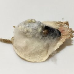 Sathon moratus