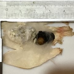 Sathon moratus