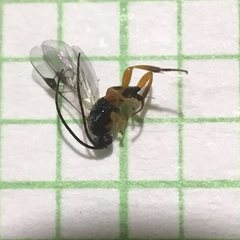Sathon moratus