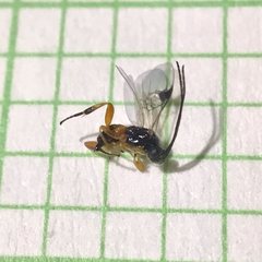 Sathon moratus