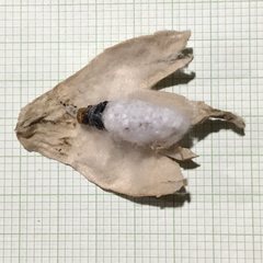 Sathon moratus
