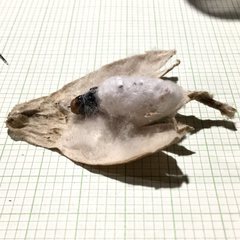 Sathon moratus
