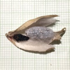 Sathon moratus
