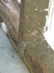 Mediodactylus orientalis