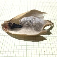 Sathon moratus