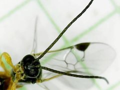 Sathon moratus