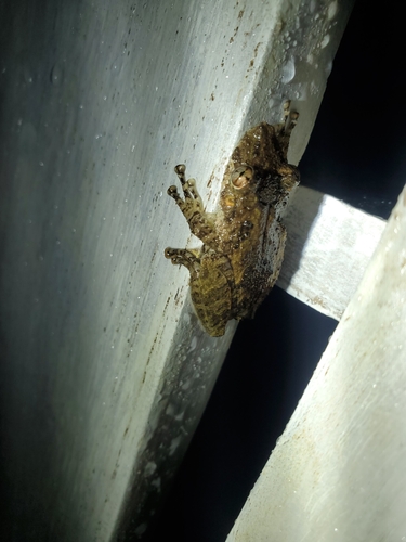 Boulenger's Snouted Treefrog, Scinax boulengeri
