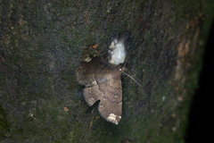 Adrapsa quadrilinealis