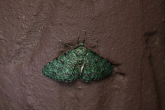 Ophthalmitis herbidaria