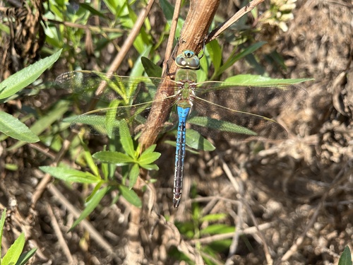 iNaturalist observation photo of Common Green Darner