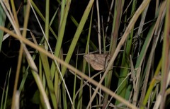Anticarsia irrorata