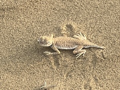 Laungwala Long-Headed Lizard photo 1