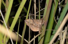 Anticarsia irrorata