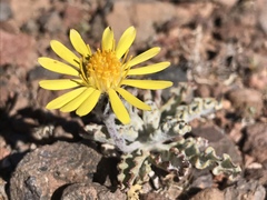 Trichocline caulescens