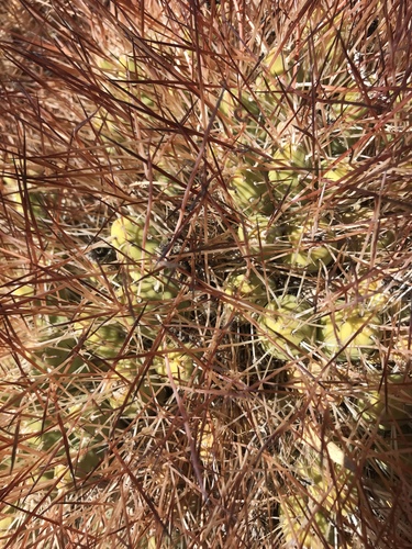 Maihueniopsis camachoi
