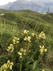 Pedicularis tuberosa
