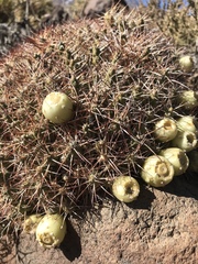 Maihueniopsis camachoi