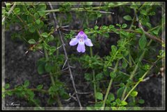 Prostanthera spinosa