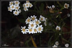 Ixodia achillaeoides