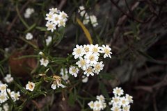 Ixodia achillaeoides