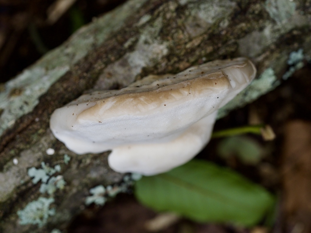 Trametes orientalis · October 2024 · photo: © re_nebel (iNaturalist, cc-by)