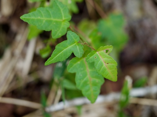 Image of Acer crataegifolium by (c) りなべる, some rights reserved (CC BY)