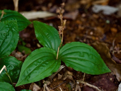 Image of Liparis nervosa by (c) りなべる, some rights reserved (CC BY)
