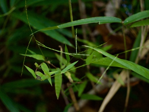 Image of Microstegium japonicum by (c) りなべる, some rights reserved (CC BY)